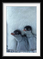 Gentoo Penguin Chicks, Port Lockroy, Wiencke Island, Antarctica Fine Art Print