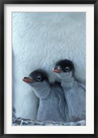 Gentoo Penguin Chicks, Port Lockroy, Wiencke Island, Antarctica Fine Art Print
