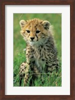 Cheetah, Tanzania, Serengeti NP, Cheetah cub Fine Art Print