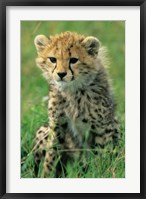 Cheetah, Tanzania, Serengeti NP, Cheetah cub Fine Art Print