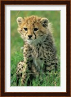 Cheetah, Tanzania, Serengeti NP, Cheetah cub Fine Art Print