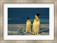 Emperor Penguins, Mt. Melbourne, Antarctica Fine Art Print