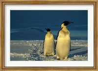 Emperor Penguins, Mt. Melbourne, Antarctica Fine Art Print