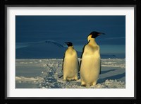 Emperor Penguins, Mt. Melbourne, Antarctica Fine Art Print