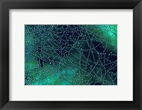 Dew Drops on Spider Web Fine Art Print