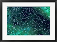 Dew Drops on Spider Web Fine Art Print