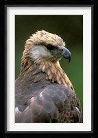 Giant Coua Sunbathing, Berenty Private Reserve, Madagascar Fine Art Print