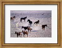 Herd of Wild Horses, Namib Naukluft National Park, Namibia Fine Art Print