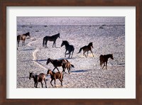 Herd of Wild Horses, Namib Naukluft National Park, Namibia Fine Art Print