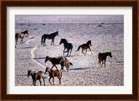 Herd of Wild Horses, Namib Naukluft National Park, Namibia Fine Art Print