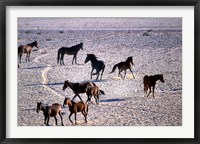 Herd of Wild Horses, Namib Naukluft National Park, Namibia Fine Art Print