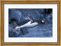 Adelie Penguins Waving Flippers, Petermann Island, Antarctica Fine Art Print