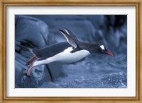 Adelie Penguins Waving Flippers, Petermann Island, Antarctica Fine Art Print
