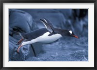 Adelie Penguins Waving Flippers, Petermann Island, Antarctica Fine Art Print