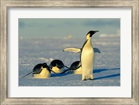Emperor Penguins, Antarctica, Atka Bay, Weddell Sea Fine Art Print