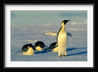 Emperor Penguins, Antarctica, Atka Bay, Weddell Sea Fine Art Print