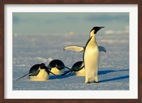 Emperor Penguins, Antarctica, Atka Bay, Weddell Sea Fine Art Print