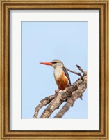 Grey-headed Kingfisher, Tanzania Fine Art Print