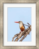 Grey-headed Kingfisher, Tanzania Fine Art Print