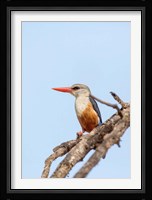 Grey-headed Kingfisher, Tanzania Fine Art Print