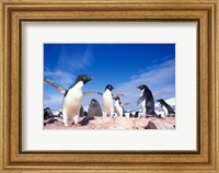 Adelie Penguin Rookery, Petermann Island, Lemaire Channel, Antarctica Fine Art Print