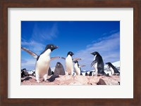 Adelie Penguin Rookery, Petermann Island, Lemaire Channel, Antarctica Fine Art Print