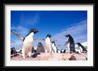 Adelie Penguin Rookery, Petermann Island, Lemaire Channel, Antarctica Fine Art Print