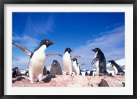 Adelie Penguin Rookery, Petermann Island, Lemaire Channel, Antarctica Fine Art Print