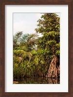 Africa, Liberia, Monrovia. Plantlife along the Du River. Fine Art Print