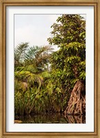 Africa, Liberia, Monrovia. Plantlife along the Du River. Fine Art Print
