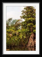 Africa, Liberia, Monrovia. Plantlife along the Du River. Fine Art Print