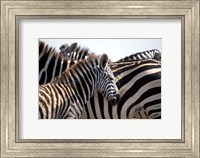 Black and White Stripe Pattern of a Plains Zebra Colt, Kenya Fine Art Print