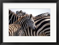 Black and White Stripe Pattern of a Plains Zebra Colt, Kenya Fine Art Print