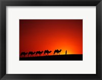 Camel Caravan at Sunrise, Silk Road, China Fine Art Print