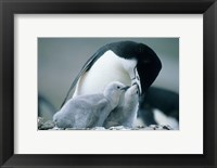 Chinstrap Penguins, Deception Island, Antarctica Fine Art Print