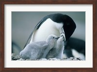 Chinstrap Penguins, Deception Island, Antarctica Fine Art Print