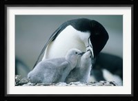 Chinstrap Penguins, Deception Island, Antarctica Fine Art Print
