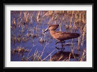 Hamerkop, Okavango Delta, Botswana Fine Art Print