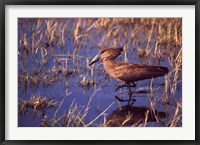 Hamerkop, Okavango Delta, Botswana Fine Art Print