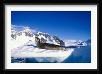 Antarctica, Boothe Island, Leopard Seal, iceberg Fine Art Print