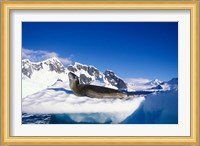 Antarctica, Boothe Island, Leopard Seal, iceberg Fine Art Print