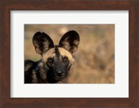 Botswana, Chobe NP, African Wild Dog, Savuti Marsh Fine Art Print