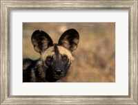 Botswana, Chobe NP, African Wild Dog, Savuti Marsh Fine Art Print