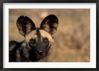Botswana, Chobe NP, African Wild Dog, Savuti Marsh Fine Art Print