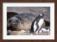Gentoo Penguin's Nest By Elephant Seals, Hannah Point, Livingston Island, Antarctica Fine Art Print