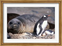 Gentoo Penguin's Nest By Elephant Seals, Hannah Point, Livingston Island, Antarctica Fine Art Print