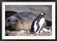 Gentoo Penguin's Nest By Elephant Seals, Hannah Point, Livingston Island, Antarctica Fine Art Print