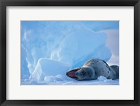 Antarctica, Boothe Isl, Lemaire Channel, Leopard Seal Fine Art Print