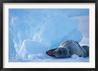 Antarctica, Boothe Isl, Lemaire Channel, Leopard Seal Fine Art Print