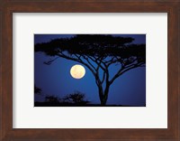 Acacia Tree in Moonlight, Tarangire, Tanzania Fine Art Print